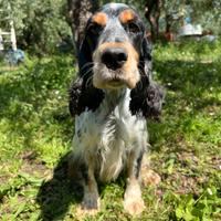 Cocker spaniel inglese