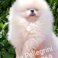 Spitz Pomerania/Femminuccia/Pedigree Enci