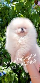 Spitz Pomerania/Femminuccia/Pedigree Enci