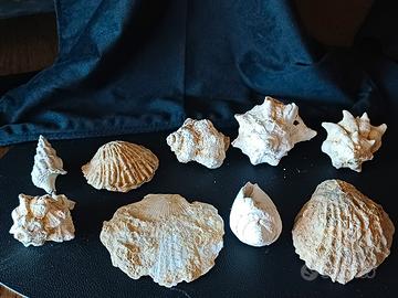 lotto 9 conchiglie fossili Toscana 