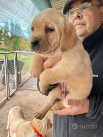 Labrador miele con pedigree