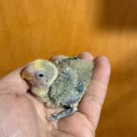 Pappagalli inseparabili