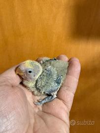 Pappagalli inseparabili