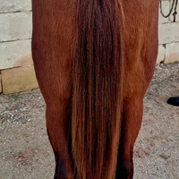 Quarter Horse maschio
