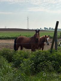 Cavalla fattrice puledro quarter criollo