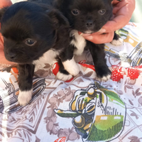 Chihuahua incrocio pincher