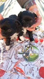 Chihuahua incrocio pincher