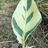 Rizomi canna struttgard