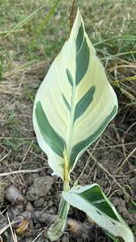 Rizomi canna struttgard