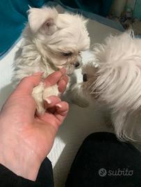 Cuccioli maltese piccola taglia