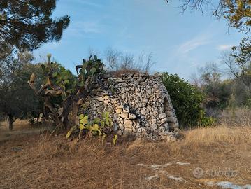 Vendita terreno agricolo uliveto
