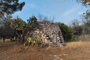 Vendita terreno agricolo uliveto