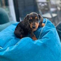 Cuccioli di bassotti merle maschi femmine