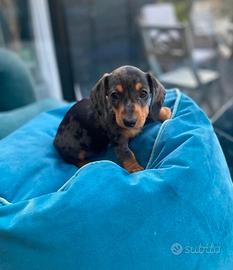 Cuccioli di bassotti merle maschi femmine