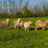 Pecore nane D' eoussant