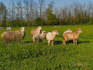Pecore nane D' eoussant