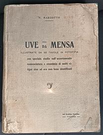 Uve da Mensa - N. Marzotto - 1912