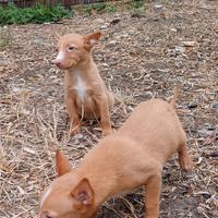 Cuccioli originali cirneco