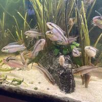 Ciclidi africani Pelvicachromis Pulcher