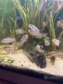 Ciclidi africani Pelvicachromis Pulcher