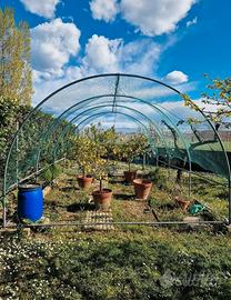 Serra da giardino