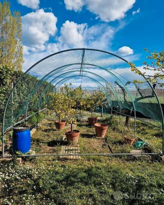 Serra da giardino