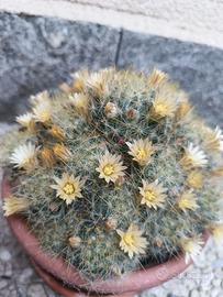 3 polloni di cactus Mammillaria prolifera