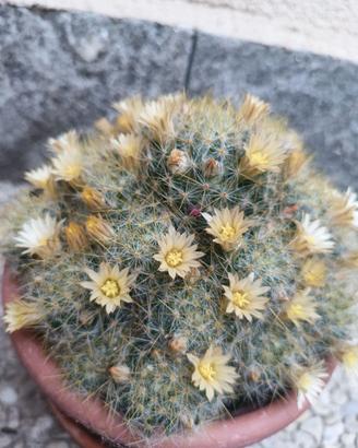 3 polloni di cactus Mammillaria prolifera