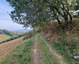 Terreno agricolo - Monsampolo del Tronto