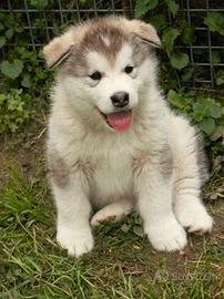 Cucciolo di alaskan malamute