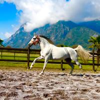 Cavalla Hispanoarabe