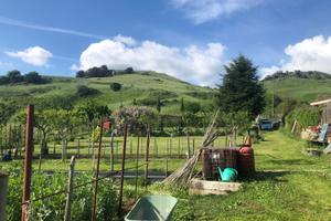 Terreno agricolo Grottaferrata