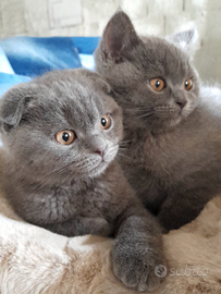 Cuccioli Scottish fold e Scottish straight