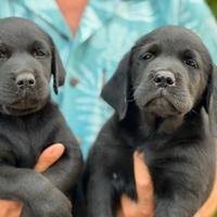 Cuccioli di Labrador Retriever nero (solo maschi)