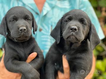 Cuccioli di Labrador Retriever nero (solo maschi)
