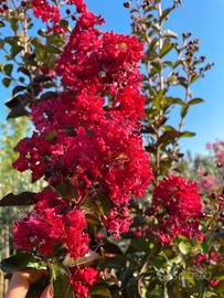 Lagerstroemia