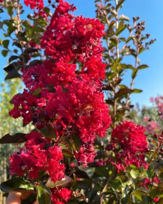 Lagerstroemia