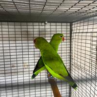 Agapornis taranta pappagalli inseparabili ali nere