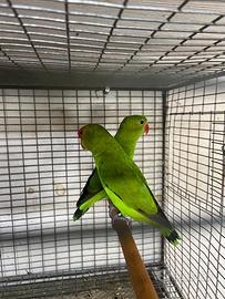 Agapornis taranta pappagalli inseparabili ali nere