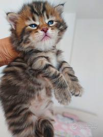 Cuccioli di gatto Siberiano Certificati