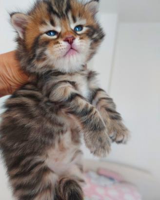 Cuccioli di gatto Siberiano Certificati