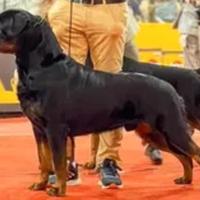 Rottweiler