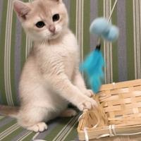 Gattino British shorthair Golden schischilla