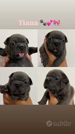 Cuccioli bulldog francese