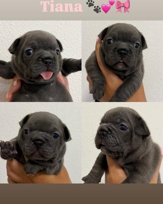 Cuccioli bulldog francese
