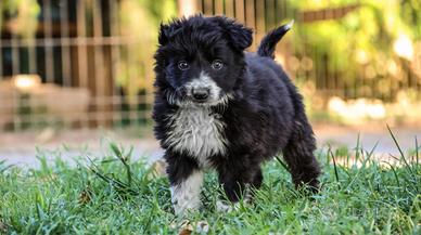 Cuccioli border collie con pedigree