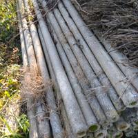 pali in cemento per vigna o recinzione 