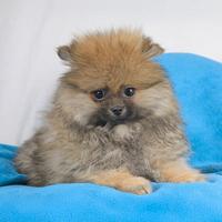 Volpino di Pomerania fulvo