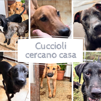 Cuccioli di 8 mesi