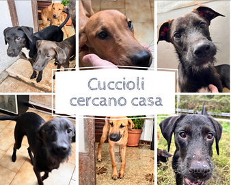 Cuccioli di 8 mesi